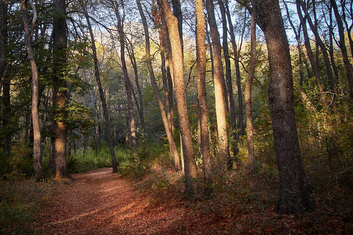 bosque sur de Chile
